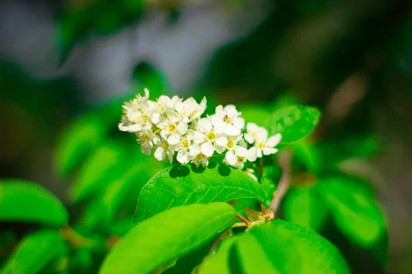 Háttér Gyönyörű Kert Zöld Természetes Természet Növény Tavasz Nyár — Stock Fotó