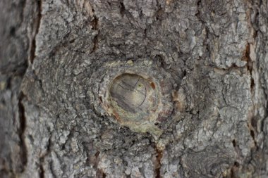 arkaplan, kabuk, kahverengi, orman, doğal, doğa, eski, eski, kaba, doku, ağaç, ahşap