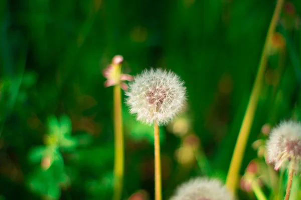 abstract, art, background, beauty, biology, blossom, blow, blowing, closeup, dandelion, design, detail, flower, flying, fragility, garden, grass, green, growth, head, illustration, life, light, macro, meadow, nature, plant, posterity, scene