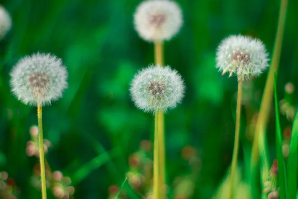 abstract, art, background, beauty, biology, blossom, blow, blowing, closeup, dandelion, design, detail, flower, flying, fragility, garden, grass, green, growth, head, illustration, life, light, macro, meadow, nature, plant, posterity, scene