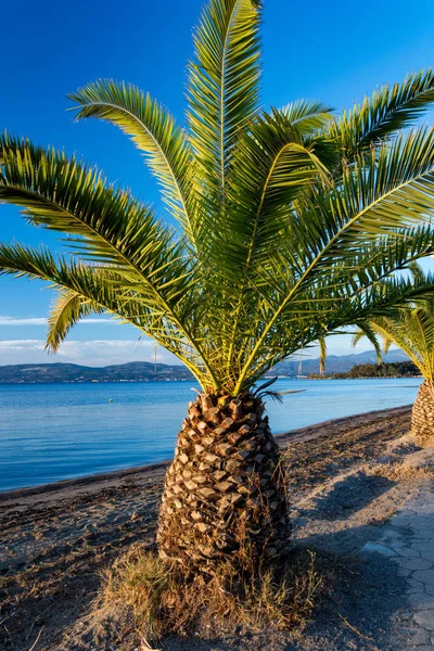 Palmiye ağacı ve kumlu bir plaj