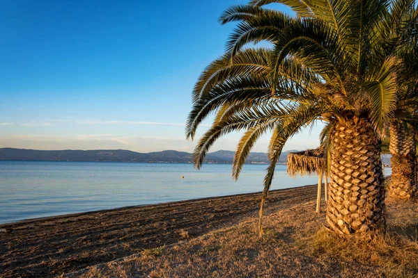 Palmiye ağaçları denizde