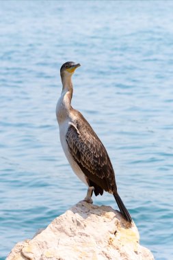 Bir kaya üzerinde karabatak duran