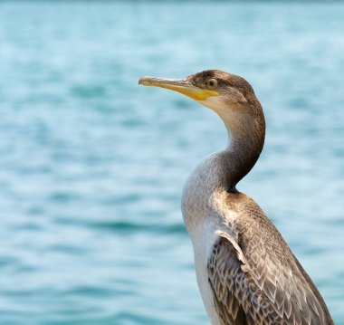 Profil sahibi karabatak kuşu