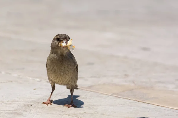 Sparrow with a piece of bread in the beak — Stock Photo, Image