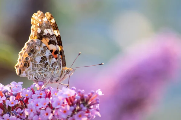 Beautiful Monarch Butterfly Lilac Profile View Macro Shiny Blurred Background — Stock Photo, Image