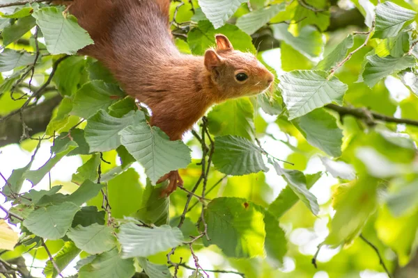 Esquilo Vermelho Sciurus Vulgaris — Fotografia de Stock