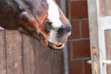 Komik görünüşlü ve özenli siyah at bir sonraki at gösterisini bekliyor. Binicilik sporları ve turnuvalar için ideal bir hayvan.