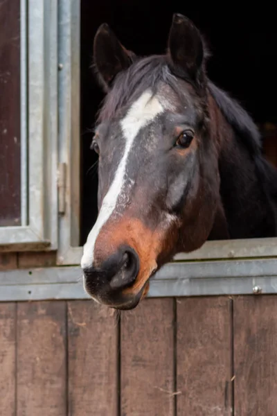 Funny Looking Attentive Black Horse Standing Its Horse Box Waiting — Stock Photo, Image