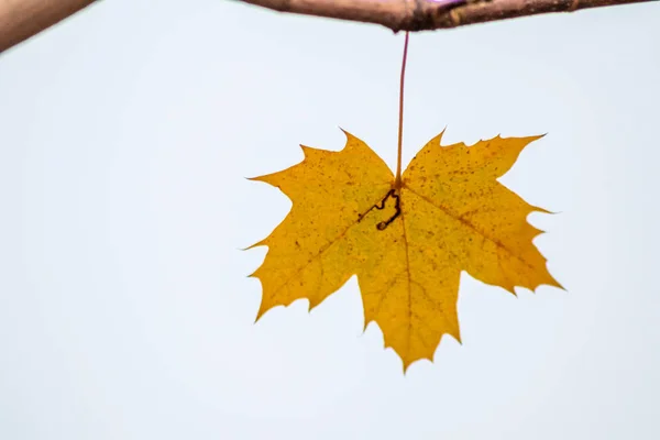 yellow maple leaf on a white background