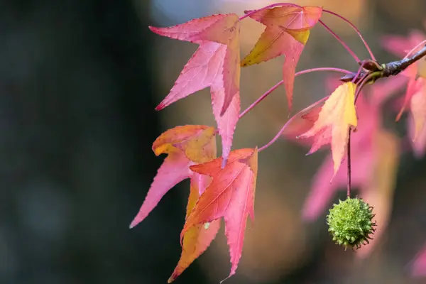 緑のスパイクボールを持つ赤とオレンジの葉自然の要素とぼやけた背景の前に木の種は その光沢のある側面から黄金の10月を示しています — ストック写真