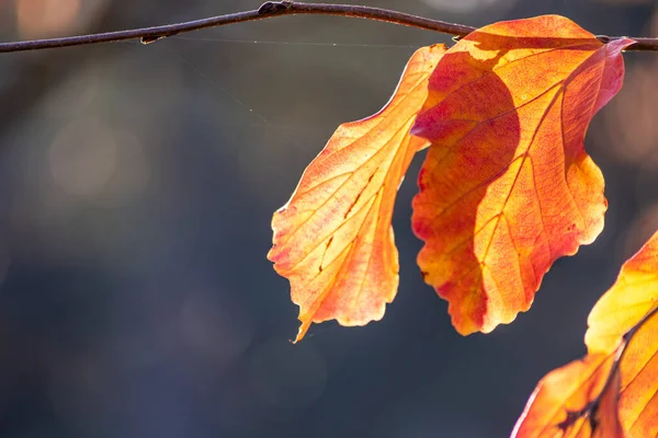 秋に輝くカラフルな葉を持つ子供の手は 緑の世代として私たちの子供たちから始まる環境保護を示すために 自然の美しさとして赤 オレンジ 黄色で日光をバックライト — ストック写真