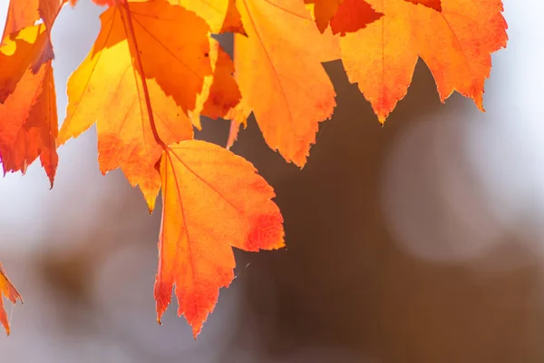 Colorful Leaves Autumn Fall Shine Bright Backlight Show Leaf Veins — Stock Photo, Image