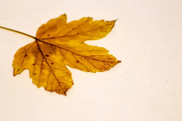 Folha Caída Uma Mesa Luz Close Como Bela Macro Mostrar — Fotografia de Stock