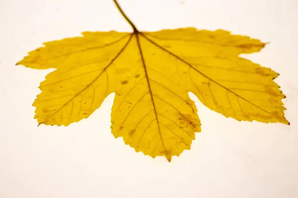 Feuilles Tombées Sur Une Table Lumineuse Gros Plan Comme Belle — Photo