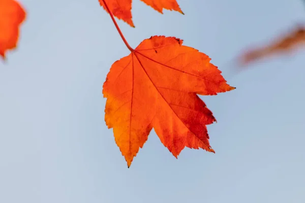 Colorful Leaves Autumn Fall Shine Bright Backlight Show Leaf Veins — Stock Photo, Image
