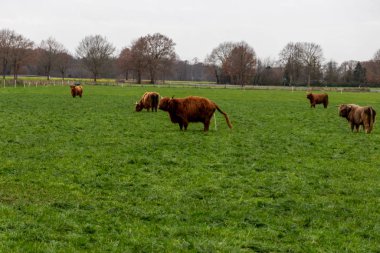 Lezzetli otlarla dolu yeşil bir alanda yeterli bir hayvan barınağında bulunan kahverengi ve beyaz dört nala sığır sürüsü, en iyi biyolojik sığır eti için etik ahlak ve hayvan refahını gösteriyor.