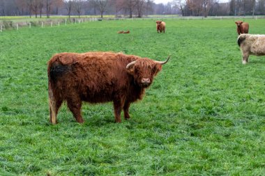 Lezzetli otlarla dolu yeşil bir alanda yeterli bir hayvan barınağında bulunan kahverengi ve beyaz dört nala sığır sürüsü, en iyi biyolojik sığır eti için etik ahlak ve hayvan refahını gösteriyor.