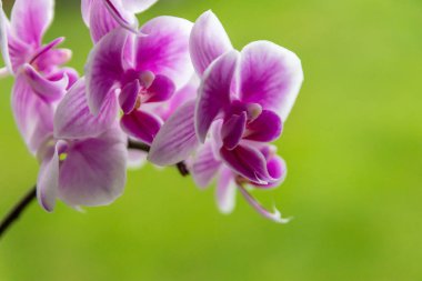 Güzel pembe orkide çiçekleri ve güzel mor ve menekşe yapraklı gizli tomurcuklar ve arılar ve yaban arıları gibi böcekler için biraz taze bal ve anneler günü için güzel bir hediye ve sevgili insanlar için