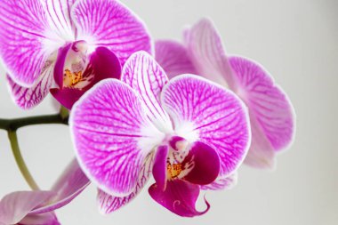 Güzel pembe orkide çiçekleri ve güzel mor ve menekşe yapraklı gizli tomurcuklar ve arılar ve yaban arıları gibi böcekler için biraz taze bal ve anneler günü için güzel bir hediye ve sevgili insanlar için