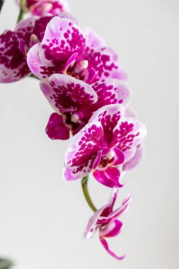 Güzel pembe orkide çiçekleri ve güzel mor ve menekşe yapraklı gizli tomurcuklar ve arılar ve yaban arıları gibi böcekler için biraz taze bal ve anneler günü için güzel bir hediye ve sevgili insanlar için