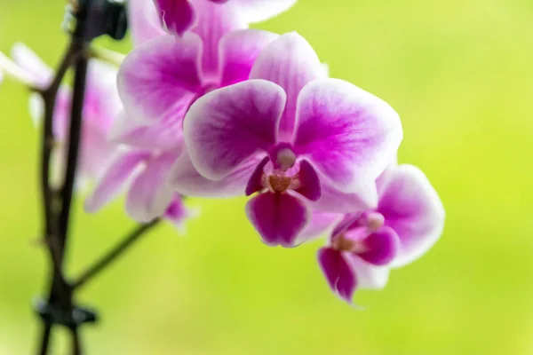 Flor Orquídea Rosa Bonita Broto Latente Com Belas Pétalas Roxas — Fotografia de Stock