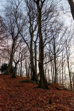 Büyüleyici kayın ağaçları, ilginç kökleri ve kahverengi yaprakları ile hayati ormanda güzel bir gün. Altın bir Ekim 'in aydınlık yüzünü gösteriyor. Ormanda yürüyüşe çıkmak için altın sonbahar.