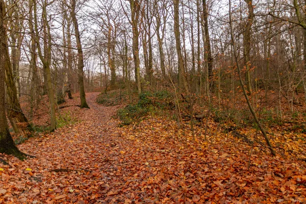 Vacker Dag Den Vitala Skogen Med Imponerande Bokträd Och Deras — Stockfoto