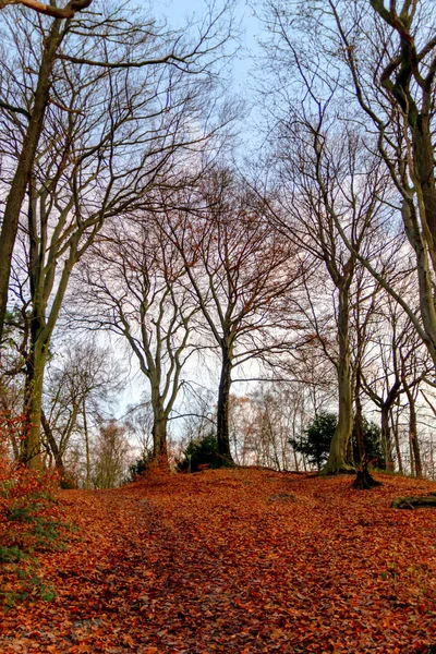 Hermoso Día Bosque Vital Con Impresionantes Hayas Sus Interesantes Raíces — Foto de Stock