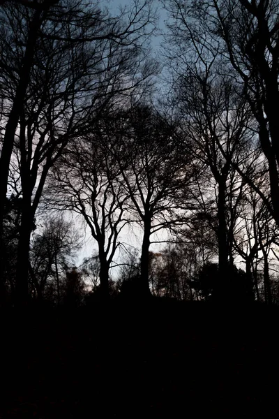 Creepy halloween atmosphere in a dark forest silhouette causes fears and frightening alone in the dark and alone in the night in the spooky woods in autumn and winter
