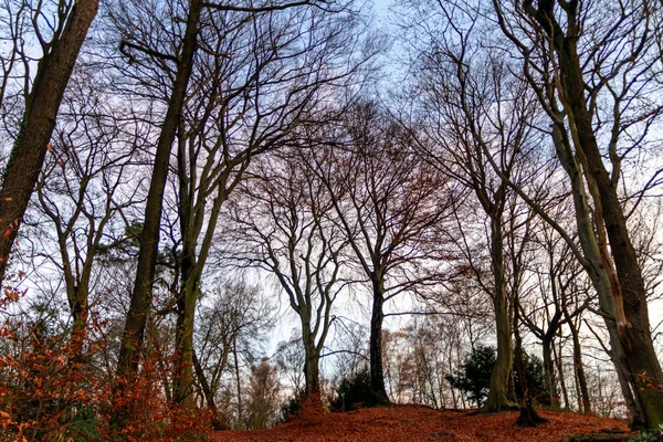 Schöner Tag Vitalen Wald Mit Beeindruckenden Buchen Und Ihren Interessanten — Stockfoto