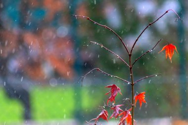 Yağmurlu günde yağmur damlaları bahçedeki küçük akçaağaç ağaçlarının parlak kırmızı yapraklarına yağıyor, karanlık mevsimde depresyon ve ışık eksikliği ile kış bunalımlarını gösteriyor.