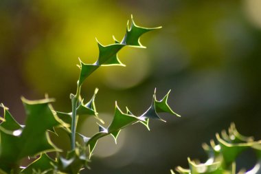 close - up view of beautiful blooming flowers