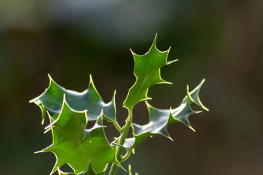 Beyaz arka planda yeşil sarmaşık bitkisi, stok fotoğrafı