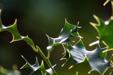 bulanık arkaplanda yeşil yapraklar 