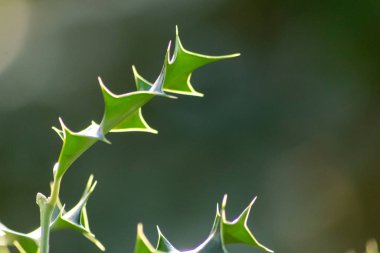 Bulanık ışıklarla güzel yeşil bir çiçeğin yakın çekimi.