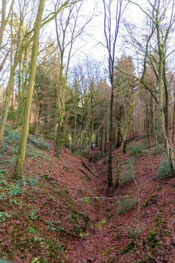 # Güzel sonbahar ormanı sabah #