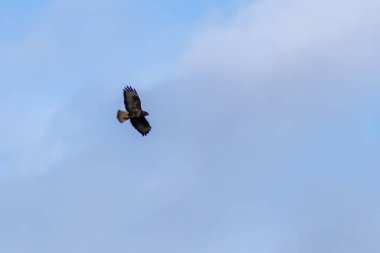 Mavi gökyüzünde uçan kuş