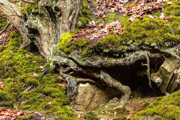 Vacker Höstskog Med Fallna Löv Och Mossa — Stockfoto