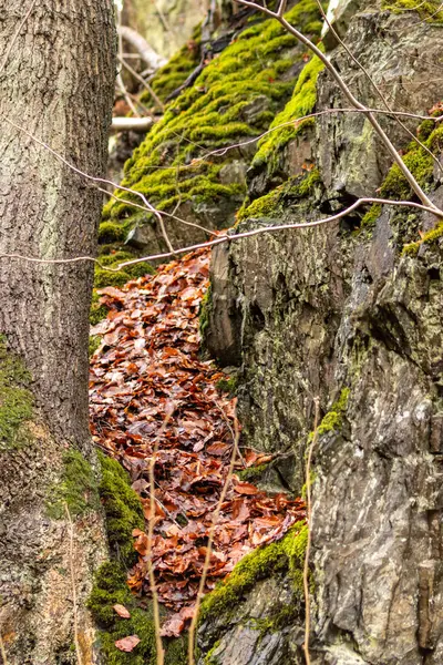 Vacker Höstskog Med Fallna Löv Och Mossa — Stockfoto