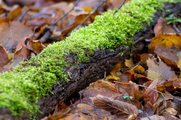 Musgo Verde Uma Árvore Floresta Outono — Fotografia de Stock
