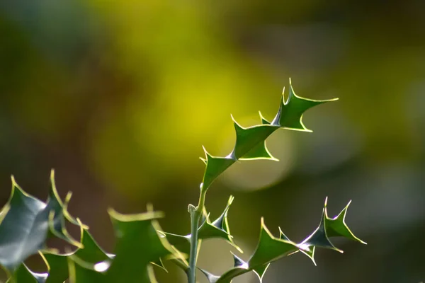 Hojas Verdes Sobre Fondo Borroso — Foto de Stock