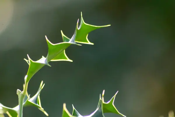 Gros Plan Une Belle Fleur Verte Avec Des Lumières Floues — Photo