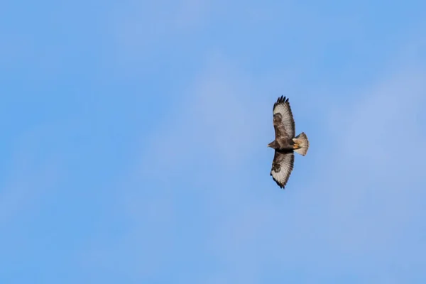 青い空を飛ぶ鳥 — ストック写真