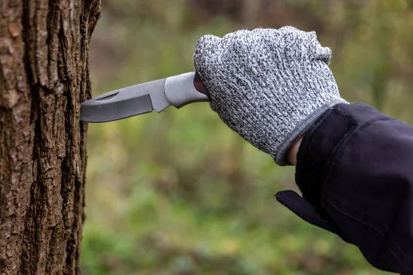 Young boy cutting the bark off a tree with a sharp knife as pocket knife as perfect outdoor-equipment for survival and camping adventures with the family