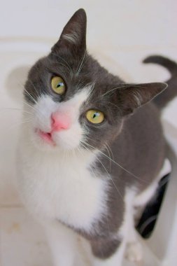 Şirin siyah beyaz kedi.