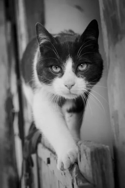 Mignon Chat Noir Blanc — Photo