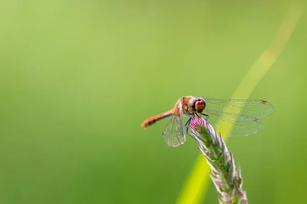 Dragonfly Green Background — Stock Photo, Image