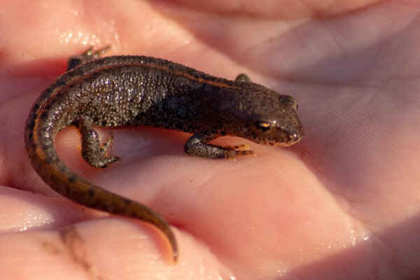 Beautiful male alpine newt in children's hands for biological inspection and outdoor animal studying for a biology lesson or nature experience of children with biologists and biology teachers