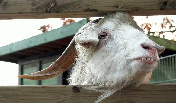 White Goat Farm — Stock Photo, Image